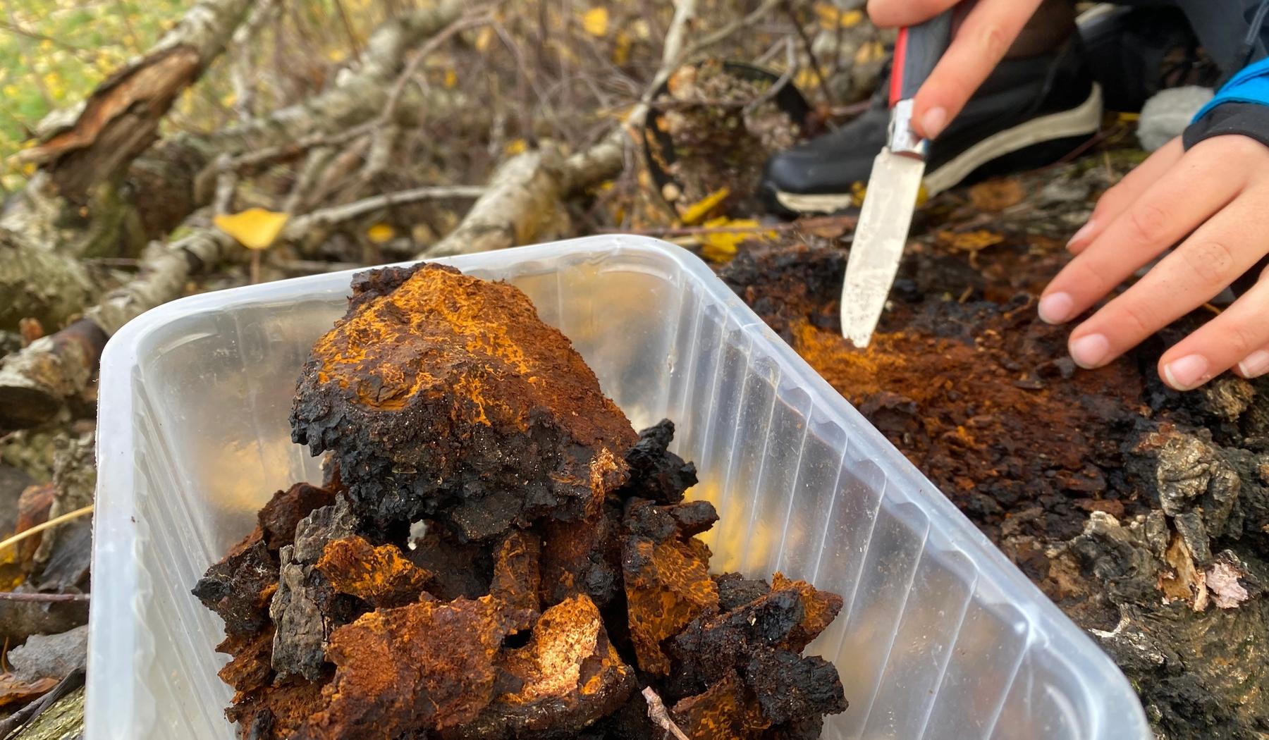 Chaga Pilz sammeln mit Messer von einer Birke