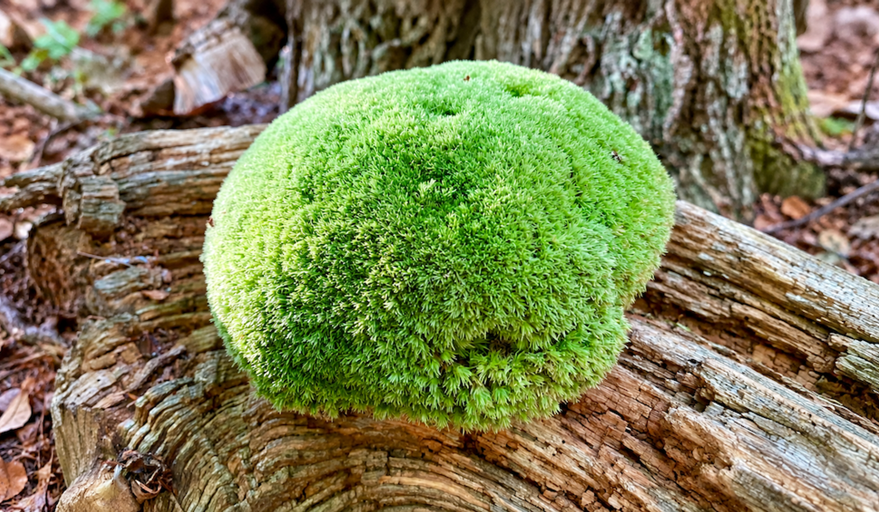 Moospolster auf morschem Totholz im Wald, dicht und leuchtend grün gewachsen.