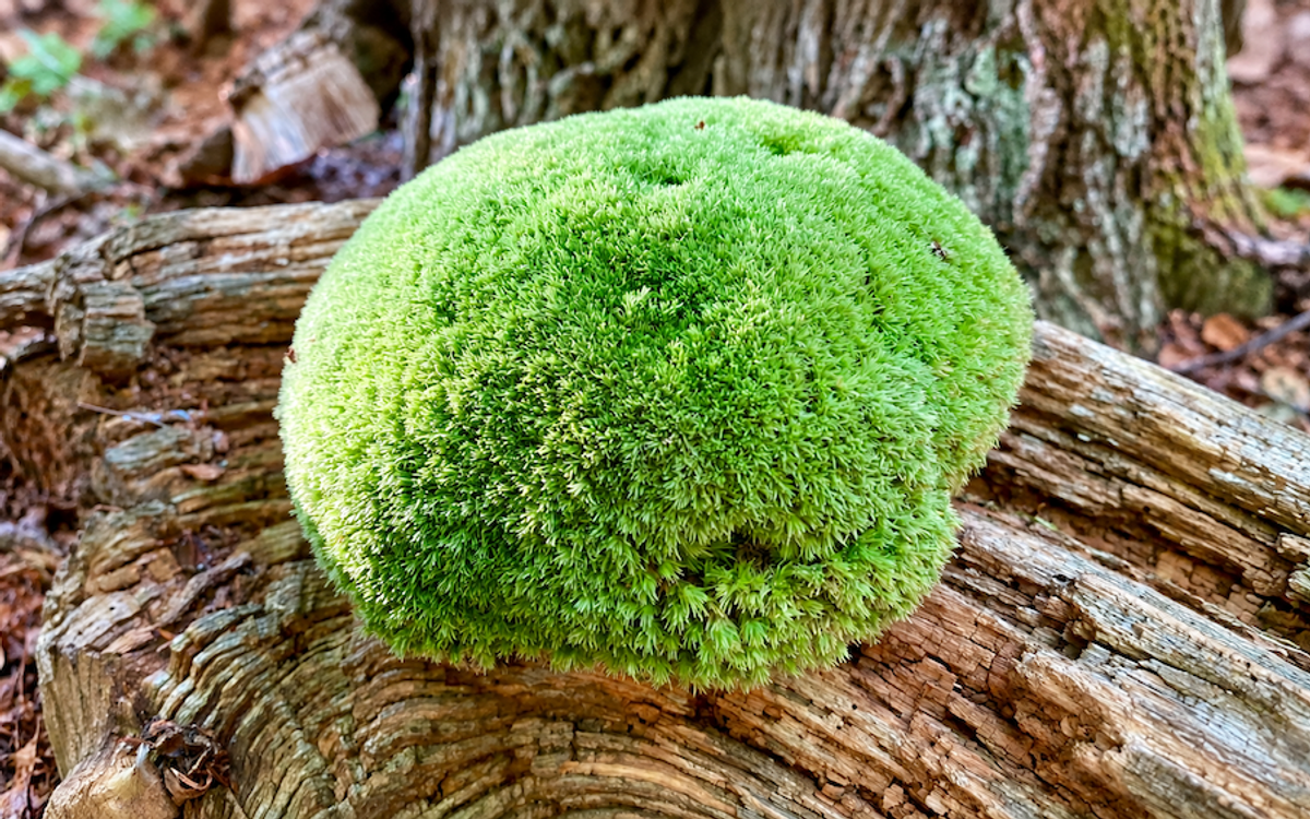 Moospolster auf morschem Totholz im Wald, dicht und leuchtend grün gewachsen.