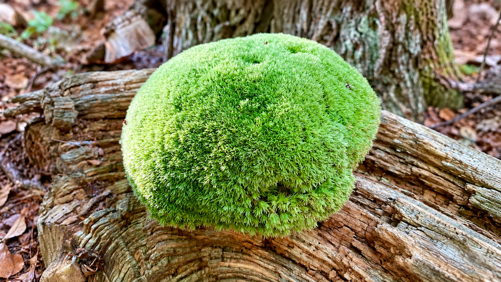 Moospolster auf morschem Totholz im Wald, dicht und leuchtend grün gewachsen.