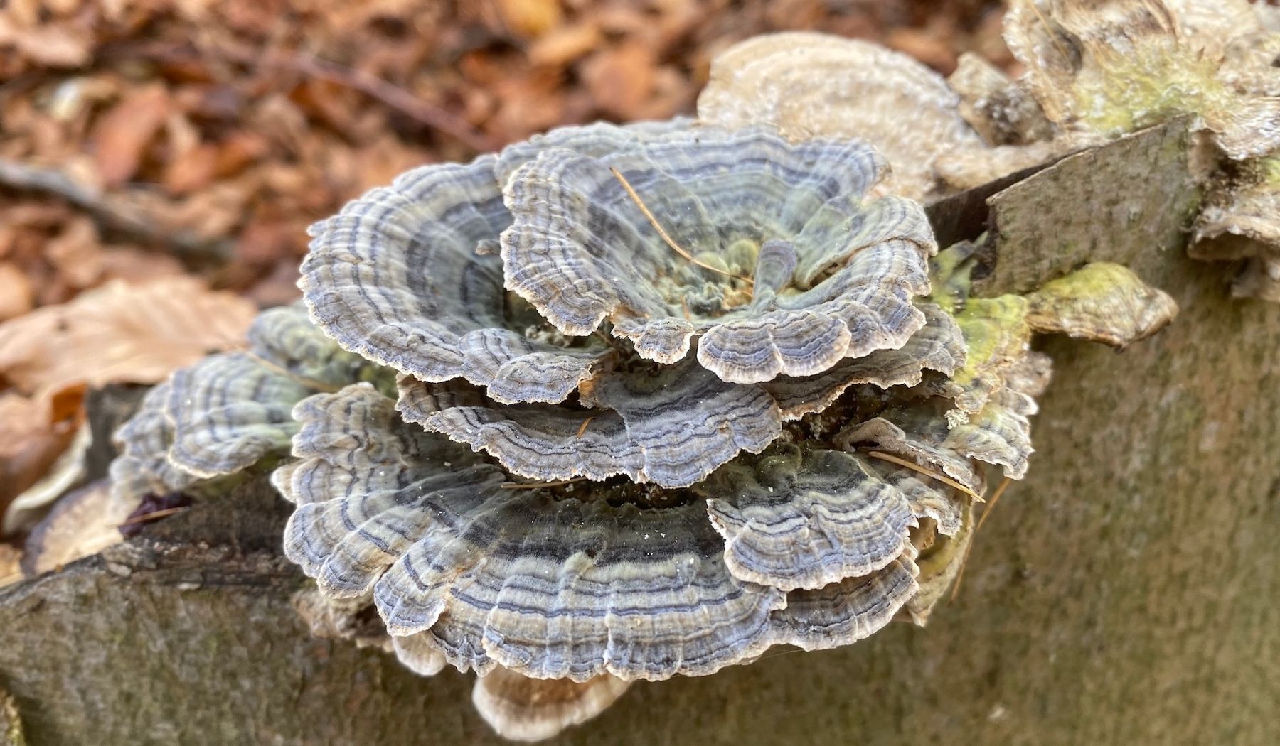Schmetterlingstramete (Trametes versicolor, auch Coriolus versicolor) mit typisch konzentrisch gebänderten, fächerförmigen Fruchtkörpern auf Totholz im Wald.