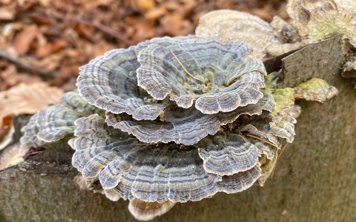 Schmetterlingstramete (Trametes versicolor, auch Coriolus versicolor) mit typisch konzentrisch gebänderten, fächerförmigen Fruchtkörpern auf Totholz im Wald.