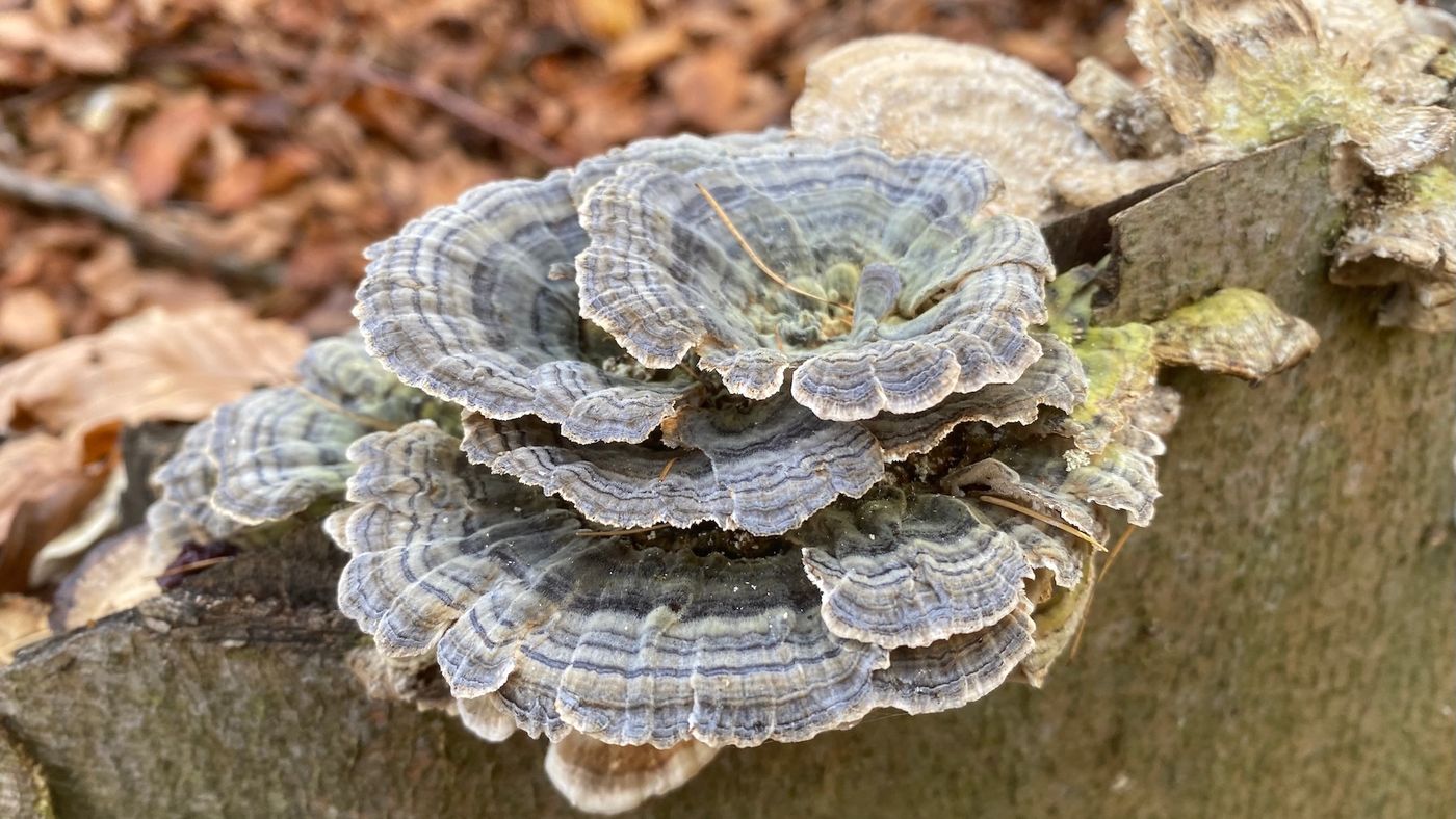 Schmetterlingstramete (Trametes versicolor, auch Coriolus versicolor) mit typisch konzentrisch gebänderten, fächerförmigen Fruchtkörpern auf Totholz im Wald.