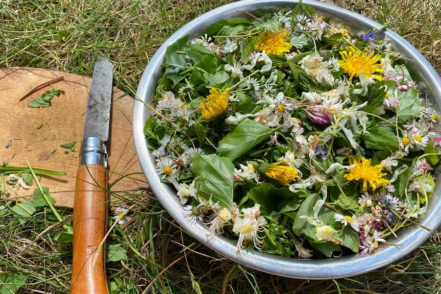 Wildkräutersalt in der Natur mit Löwenzahn, Gänseblümchen und anderen Kräuter, daneben ein Messer und Schneidebrett