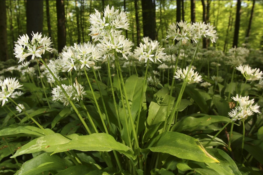Weiße Blüten vom Bärlauch im Wlad