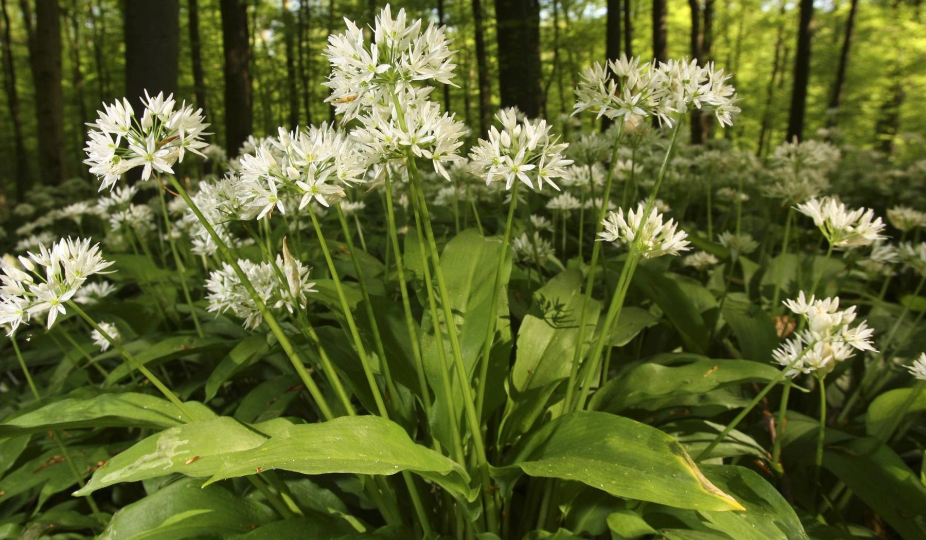 Weiße Blüten vom Bärlauch im Wlad