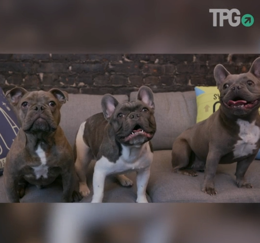 The Points Pups