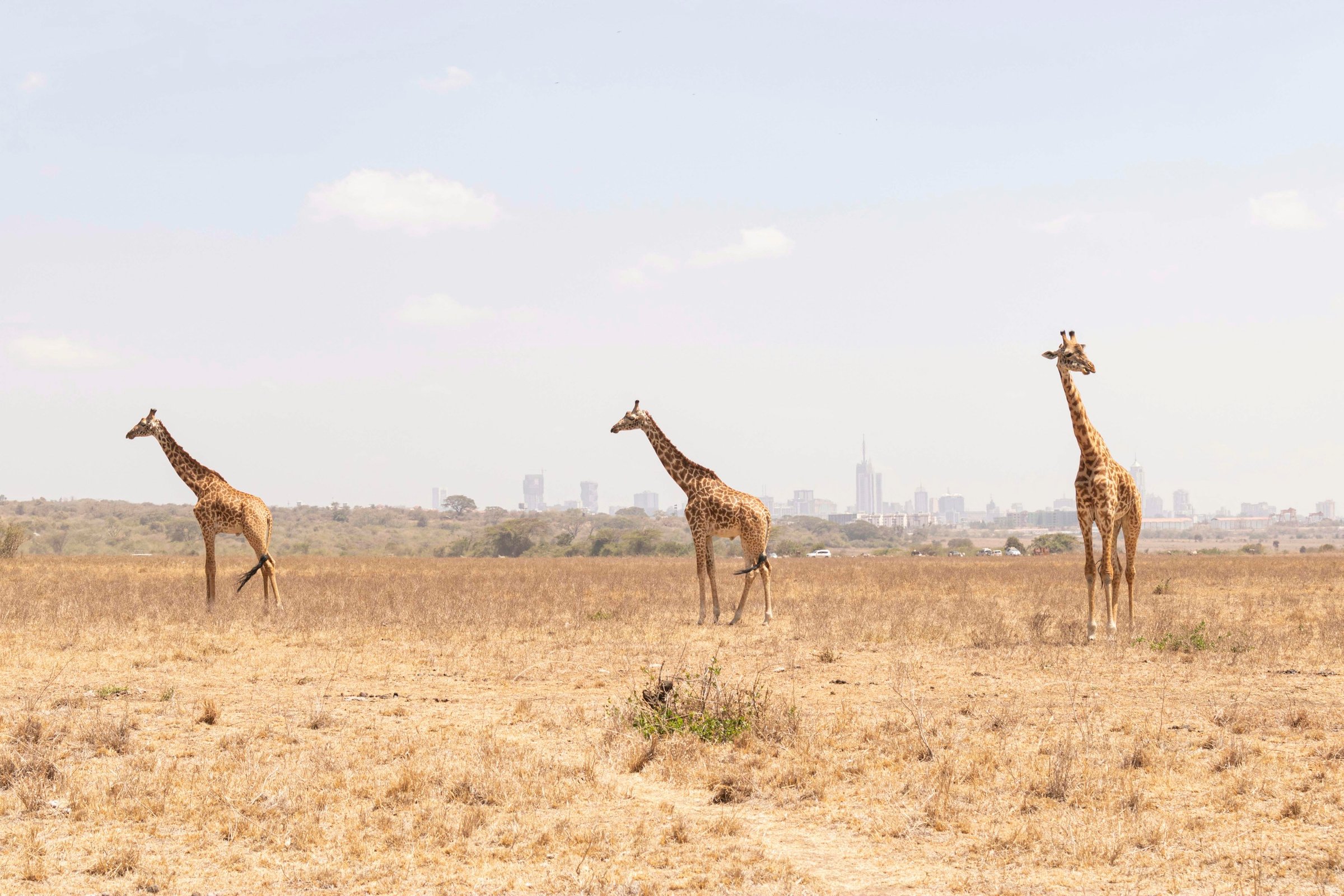 Giraffes in Nairobi National Park with the Nairobi skyline behind them