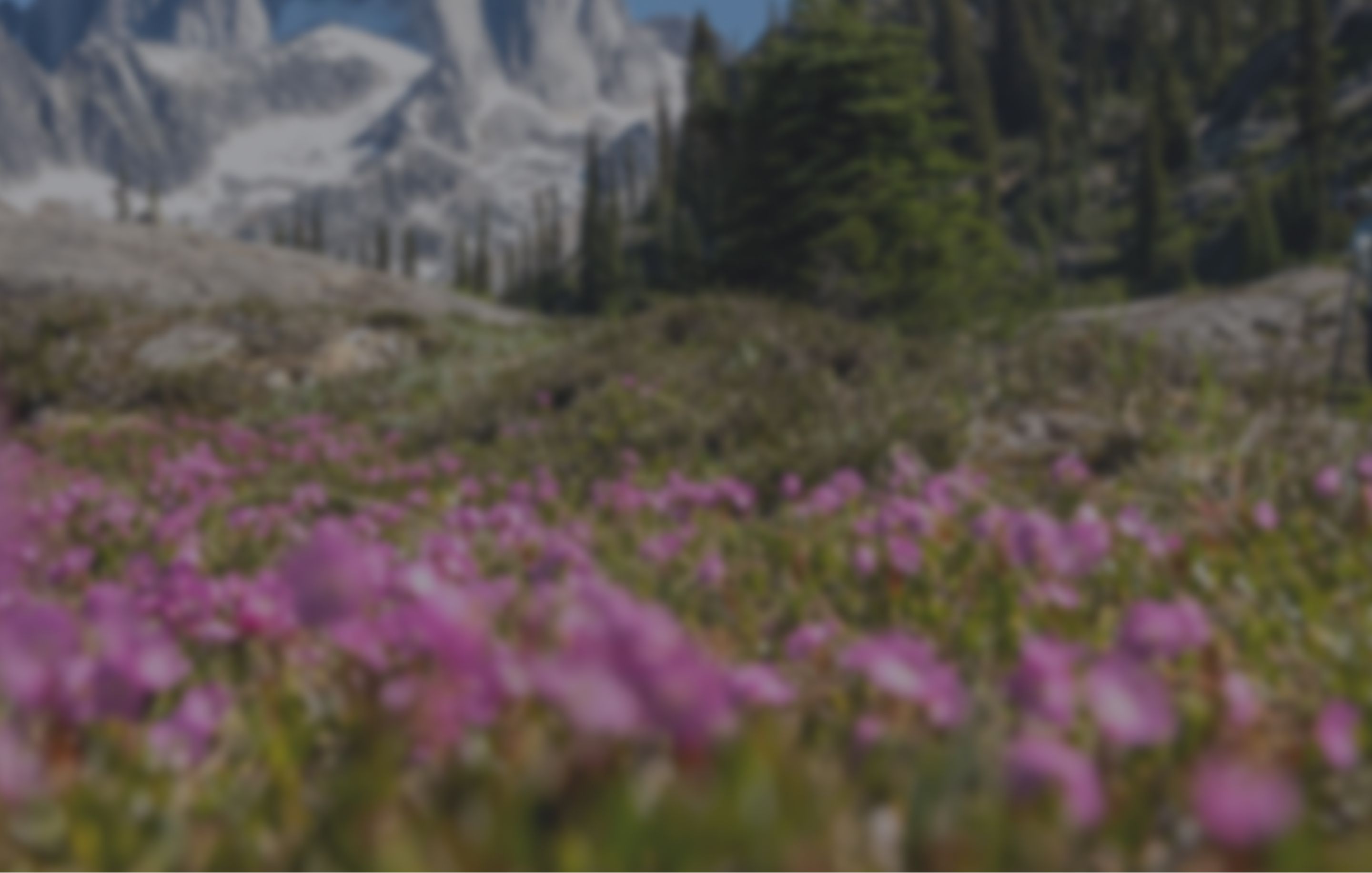 Mountains in the background