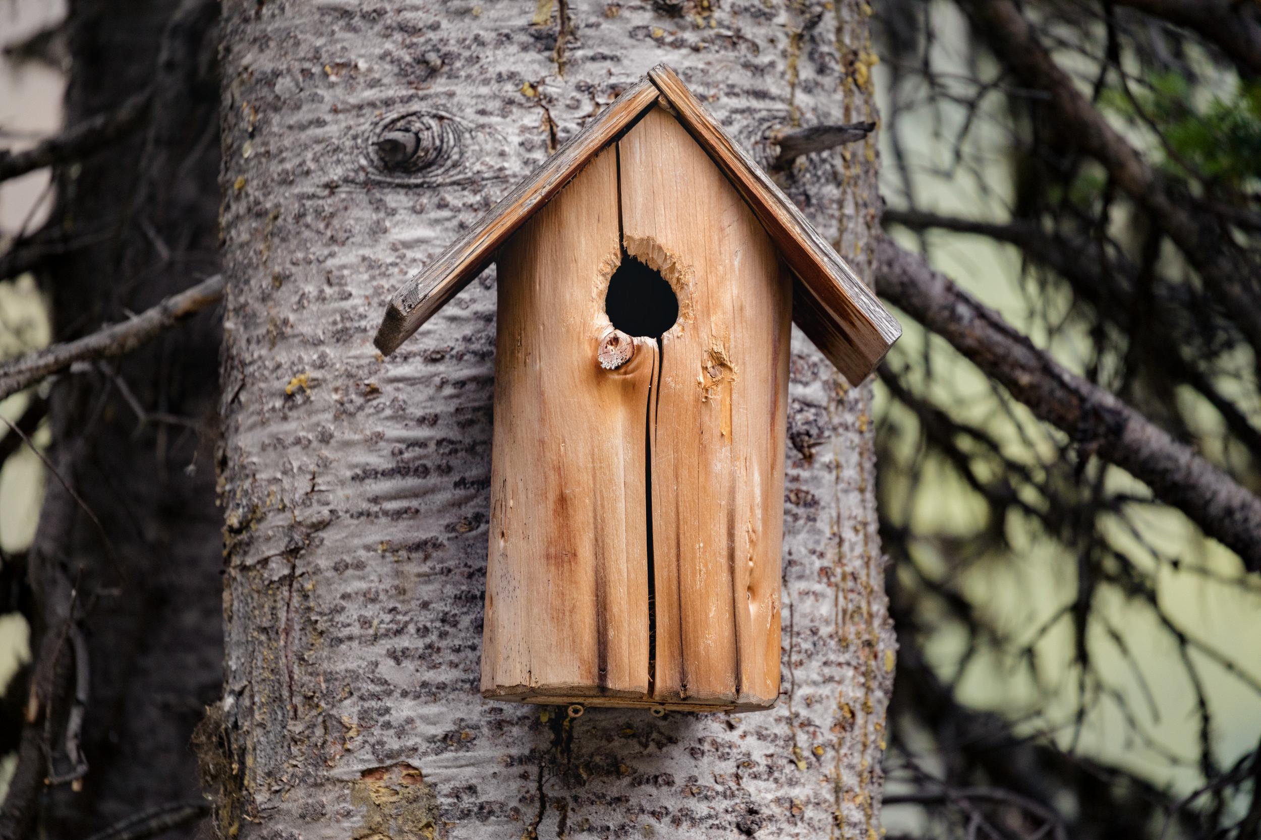 a little wooden birdhouse mounted to a tree