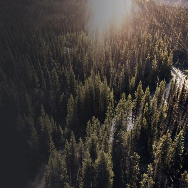 Trees