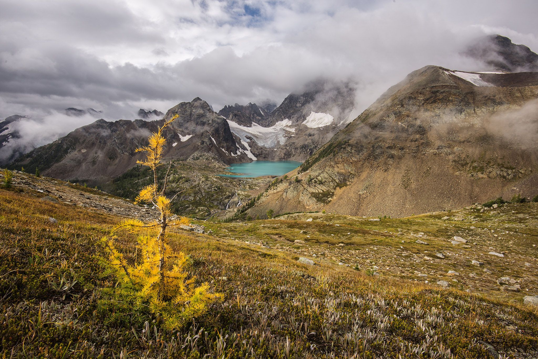 a larch tree sits in the foreground with an emerald blue lake spotted in the distance