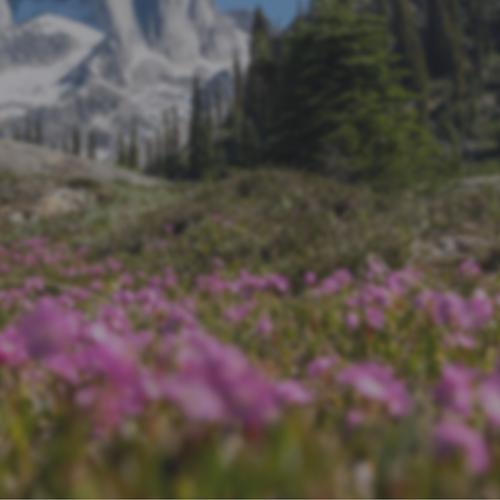 Mountains in the background