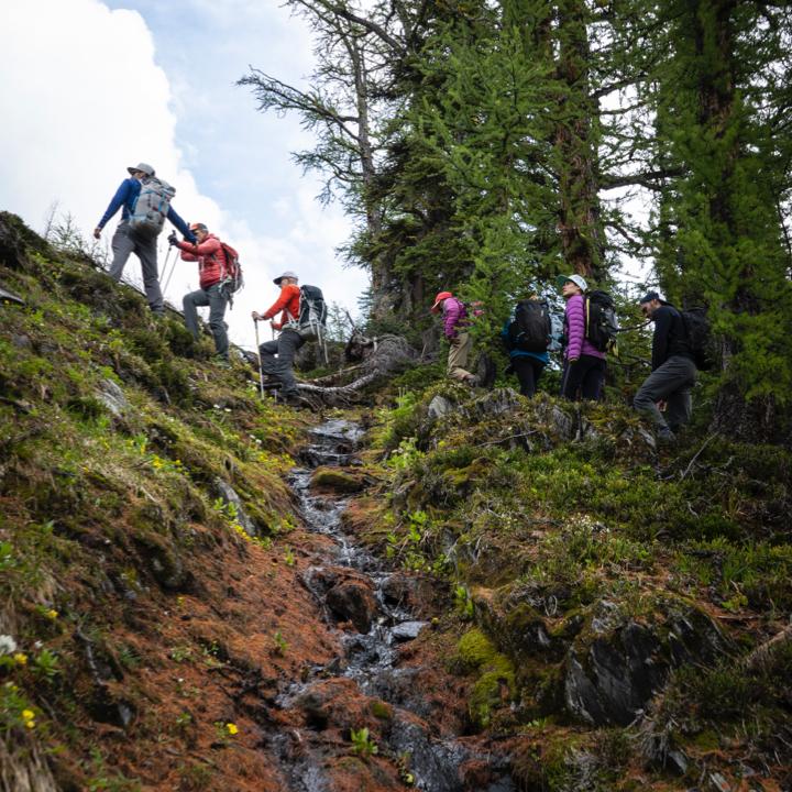 looking up at a group of people hiking up a grassy trail with trees in the background