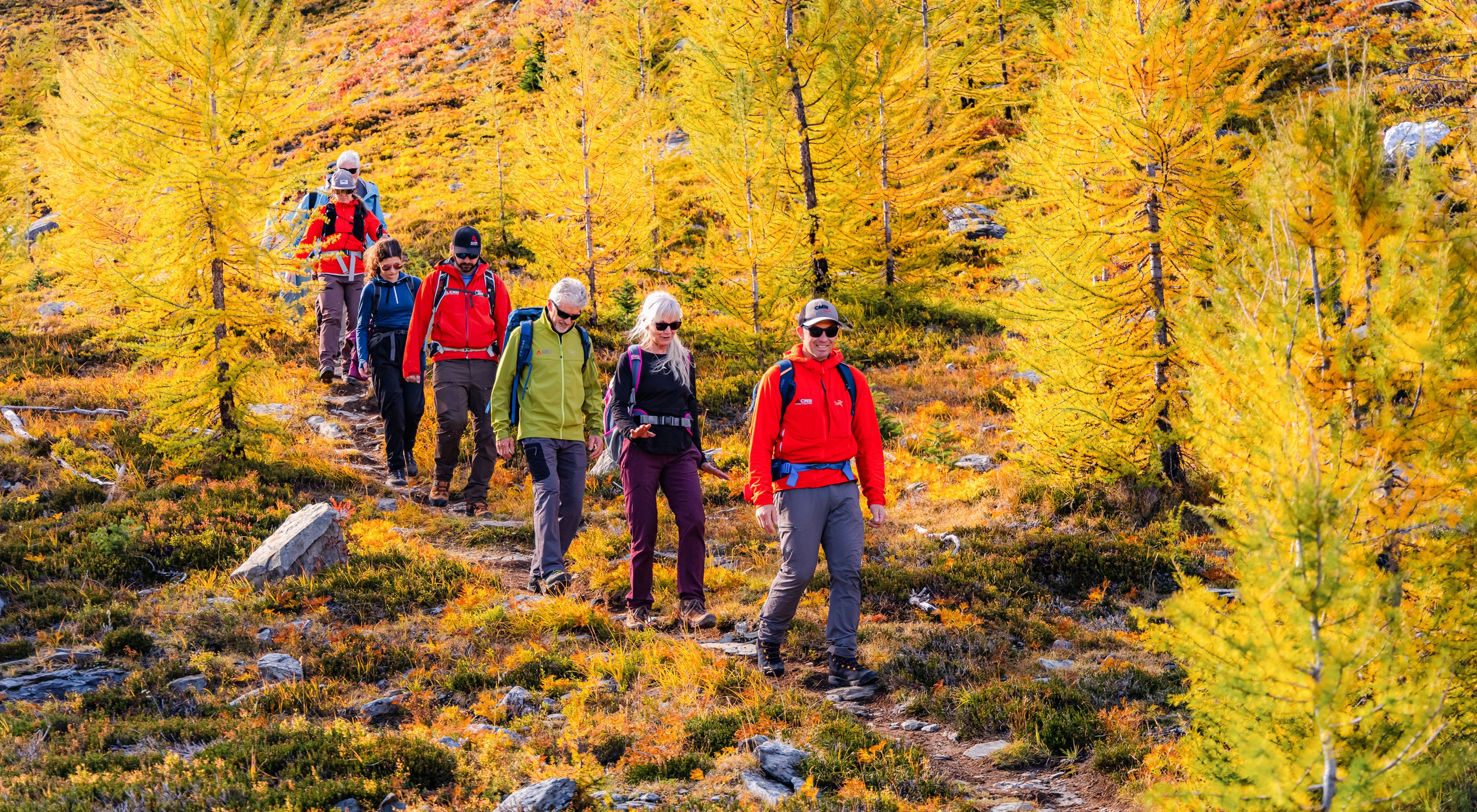 A group of hikers walks along a trail through bright yellow autumn trees on a mountainside.
