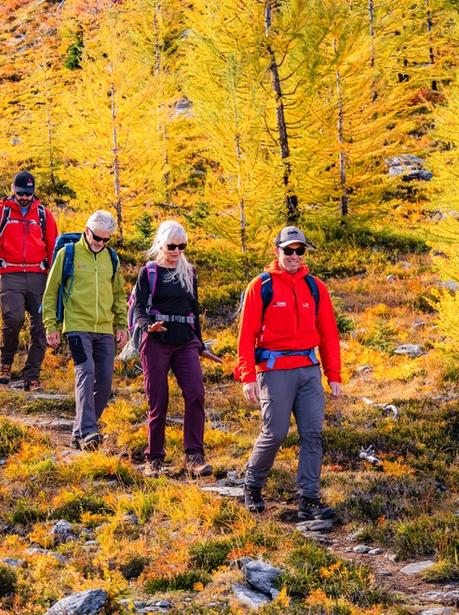 A group of hikers walks along a trail through bright yellow autumn trees on a mountainside.