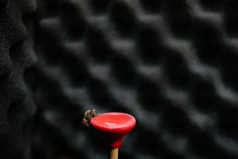 Entrevista a Felix Blume