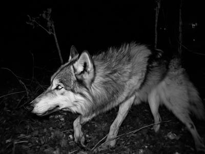 Ficciones de lo real. Exposición de  Ana Robles, José Coy y Marc Mateos Monteagudo