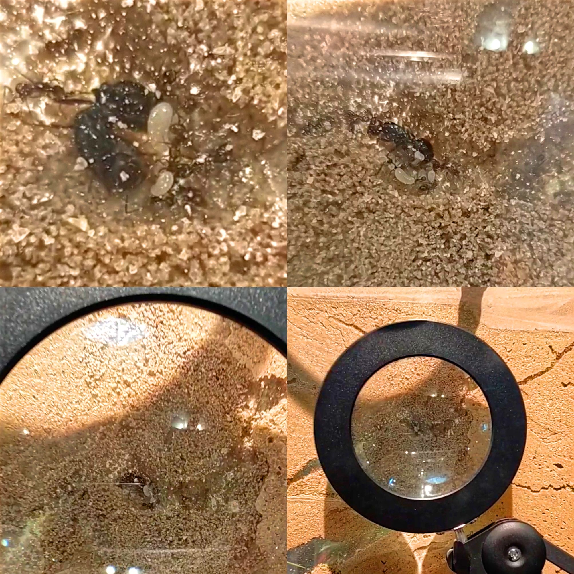 Entrevista a Santiago Morilla