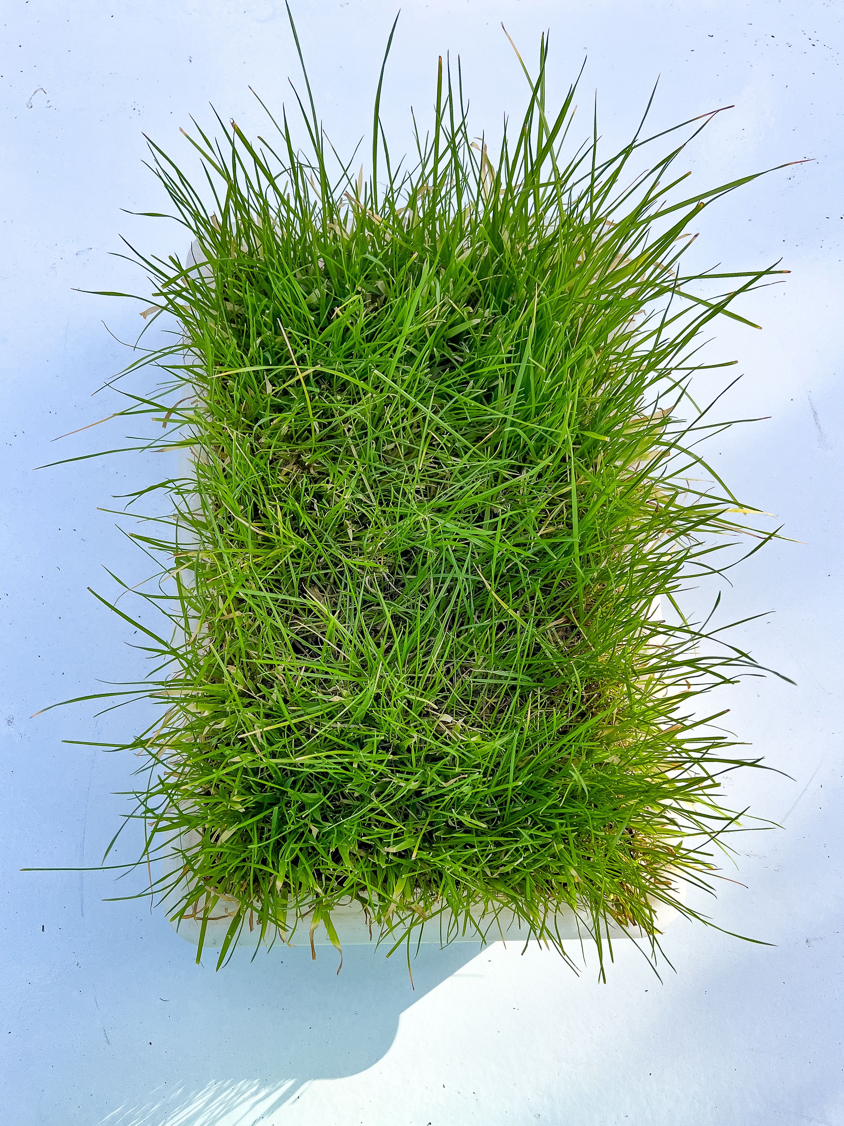 Isabel Nuñez Malakagama