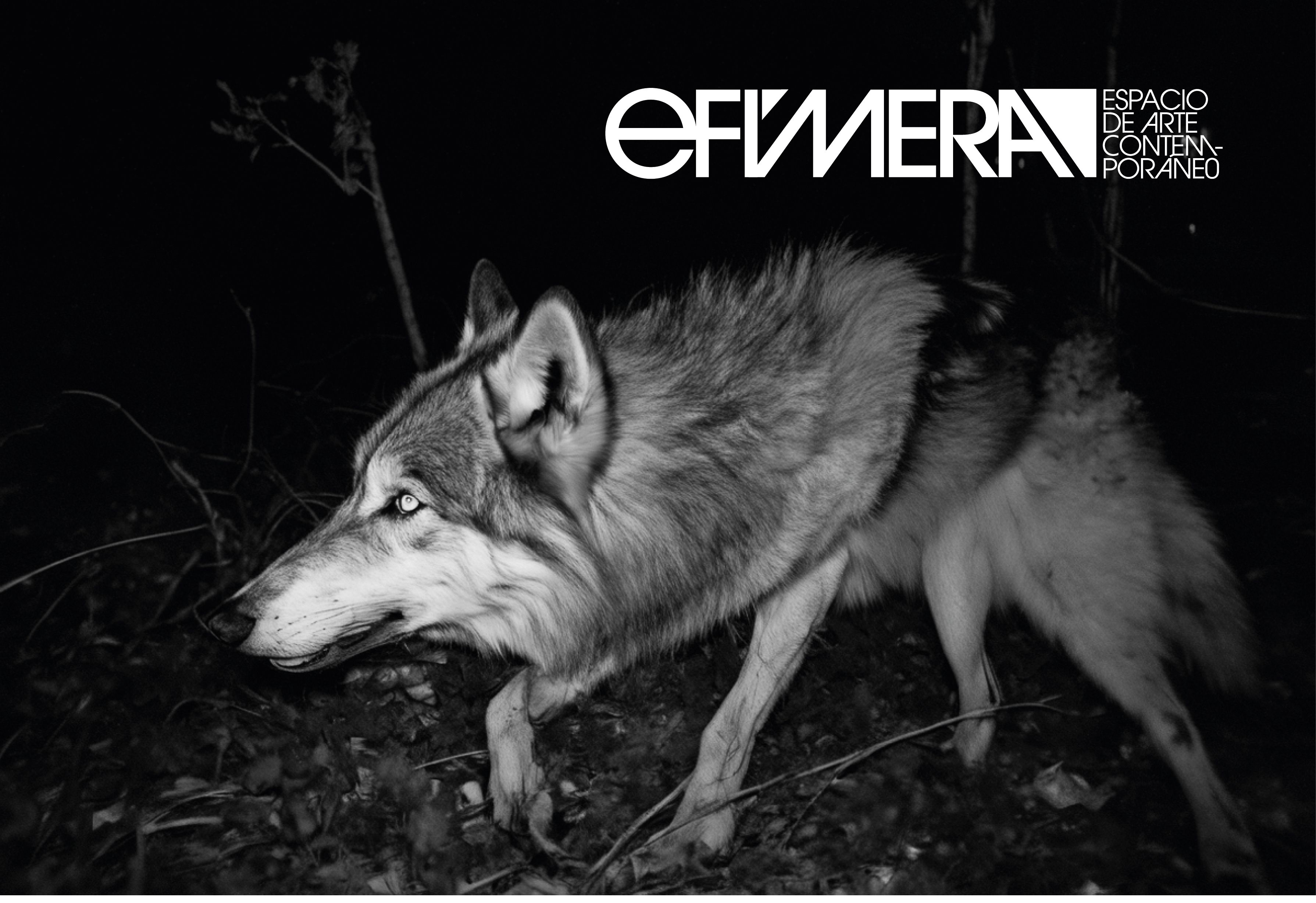 Programación Efímera Enero-Abril 2026