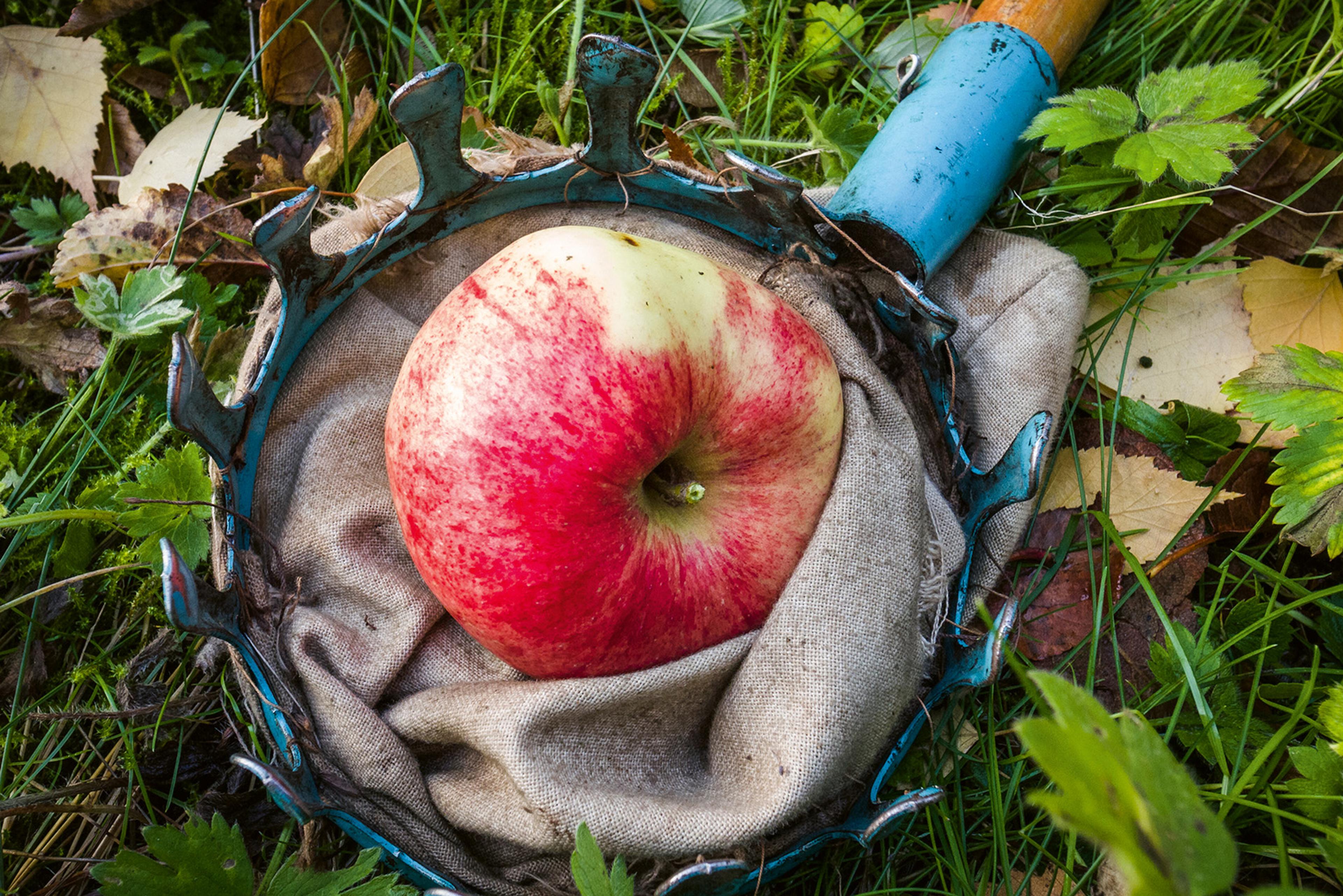 Rött äpple i en äppelplockare med tygpåse, i gräset bland nedfallna löv