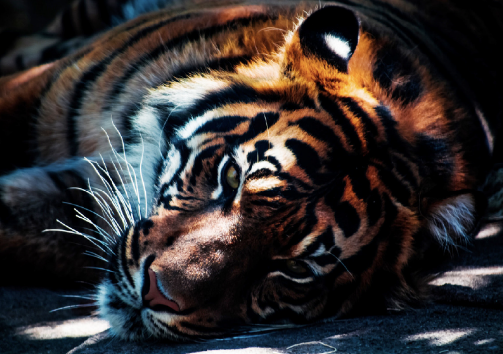 Awakening The Tiger - Precious Metals in 2022 - article hero image