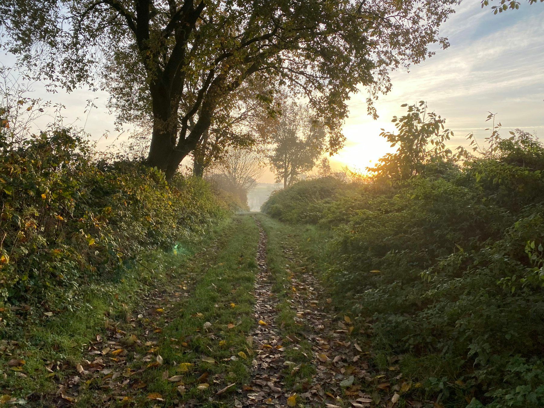 A dirt road surrounded by trees and grass