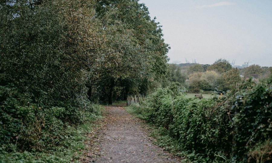 A dirt road surrounded by trees and bushes