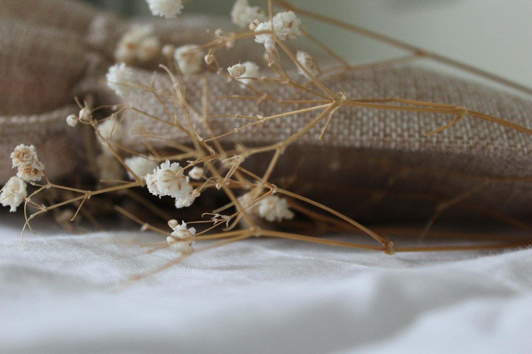 A close-up of a bug