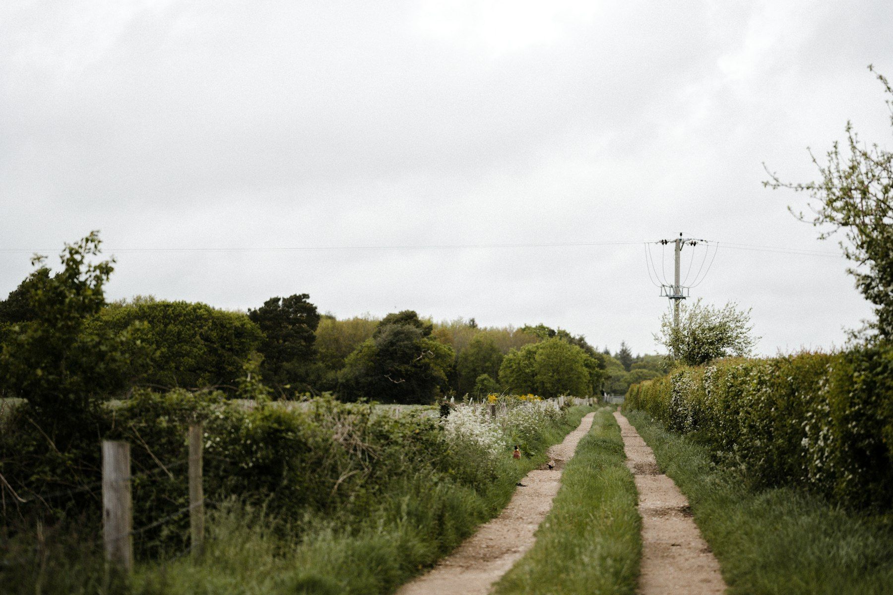 Green trees beside brown dirt road during daytime