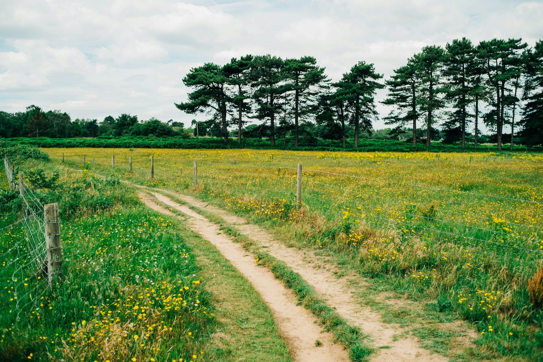 A dirt road going through a field with trees in the background