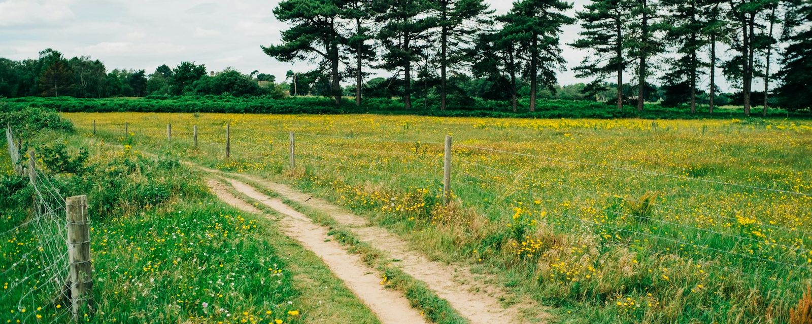 A dirt road going through a field with trees in the background