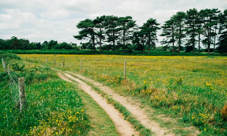 A dirt road going through a field with trees in the background