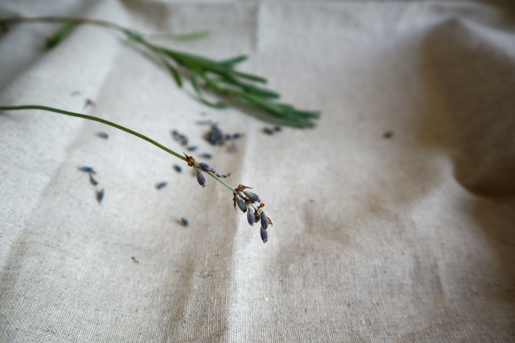 A close up of a flower on a cloth