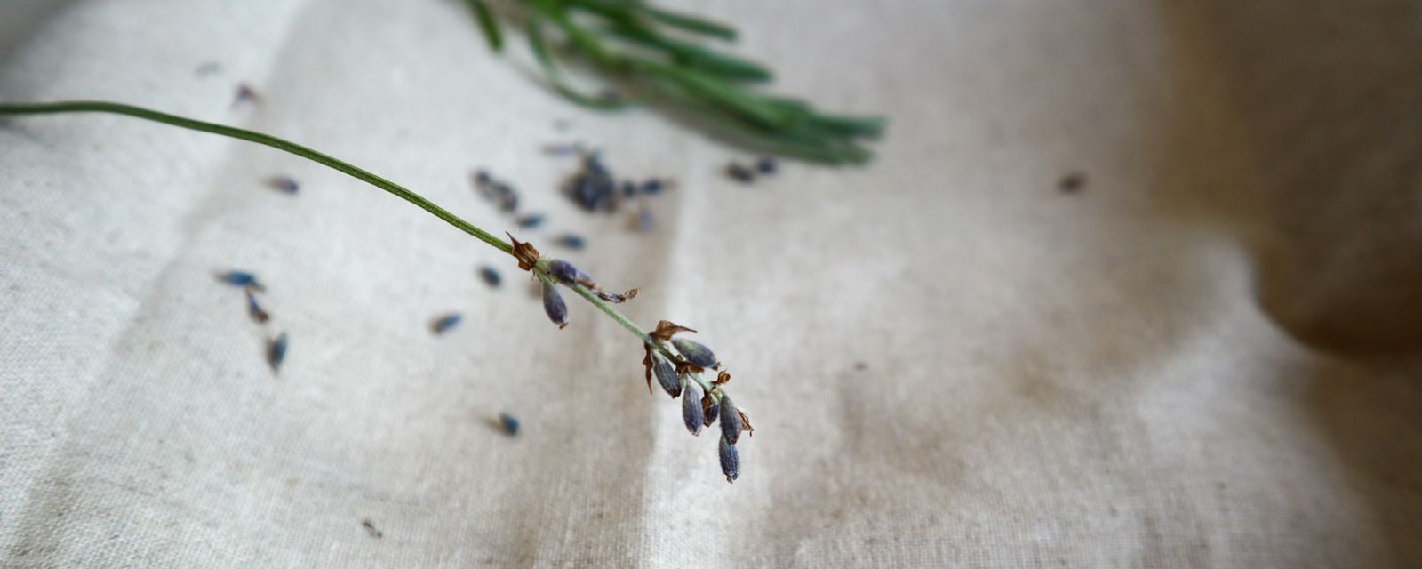 A close up of a flower on a cloth
