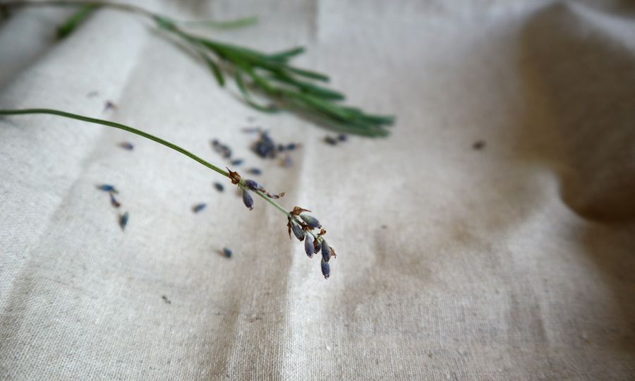 A close up of a flower on a cloth