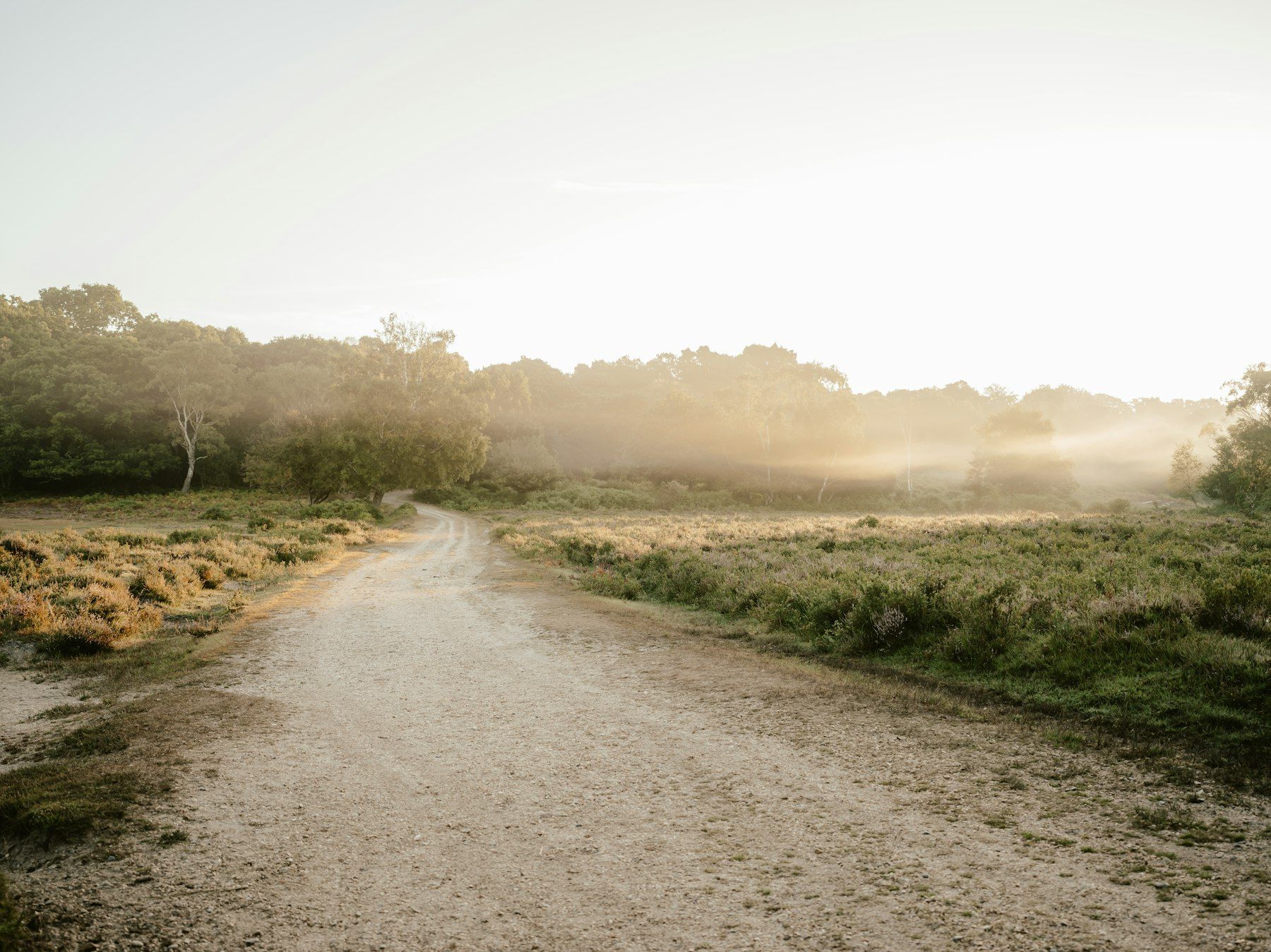 A dirt road with grass and trees on either side of it