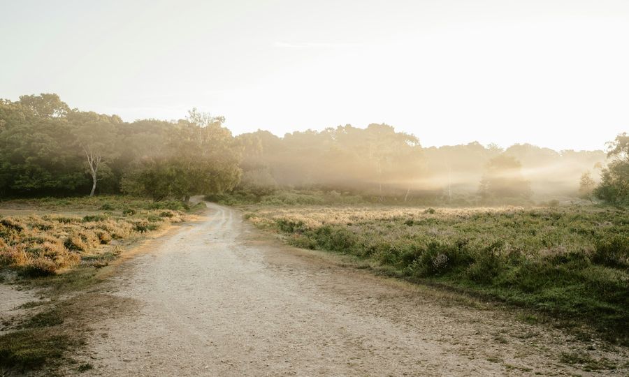 A dirt road with grass and trees on either side of it