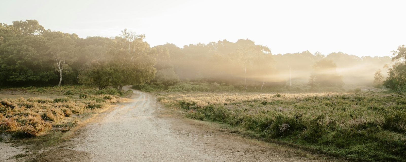 A dirt road with grass and trees on either side of it