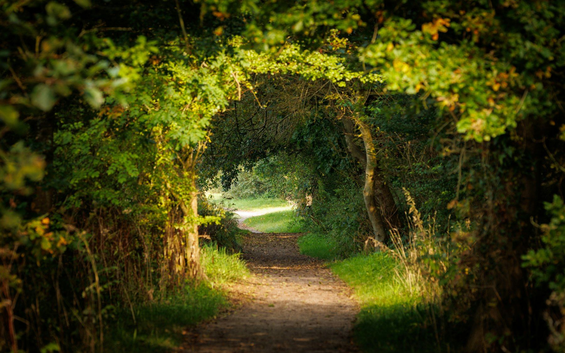 A dirt road surrounded by trees and bushes