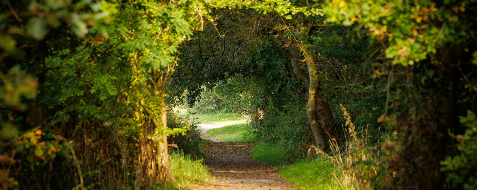 A dirt road surrounded by trees and bushes