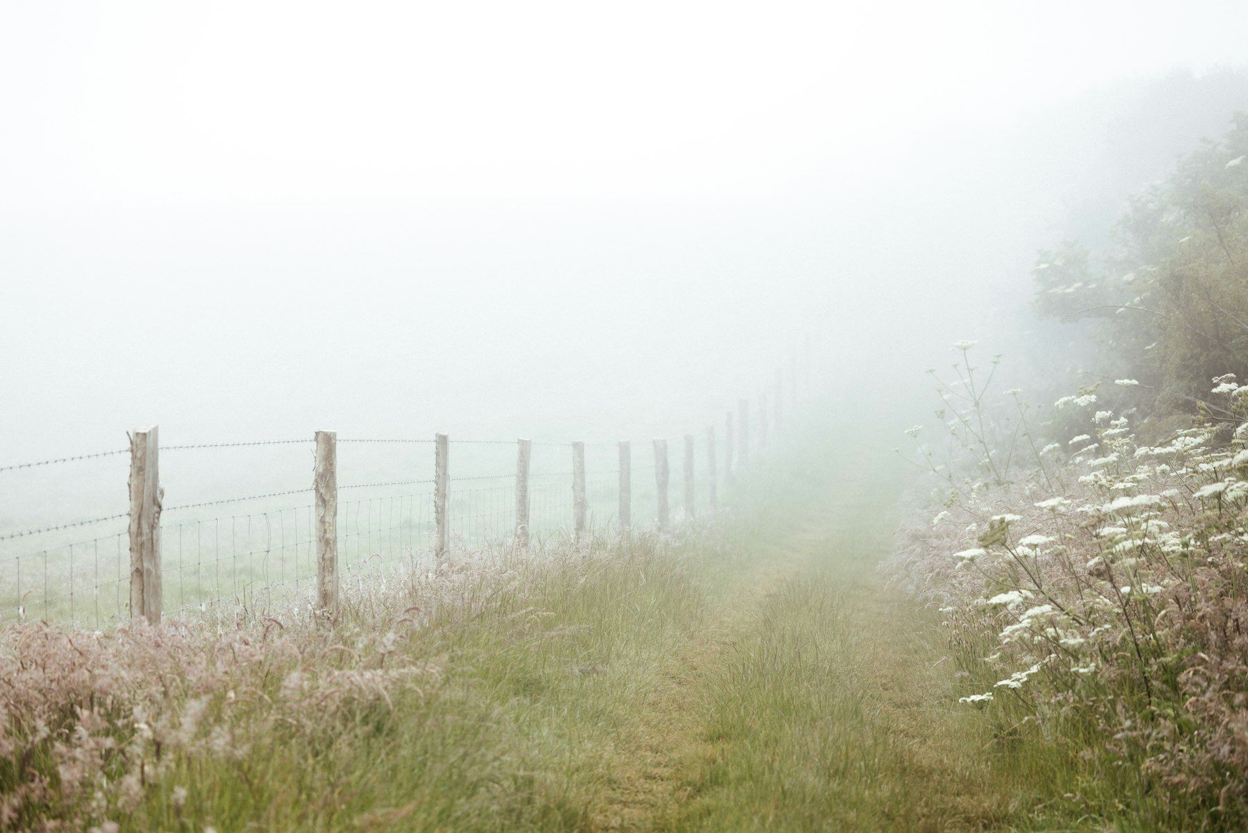 A foggy field with a fence and flowers