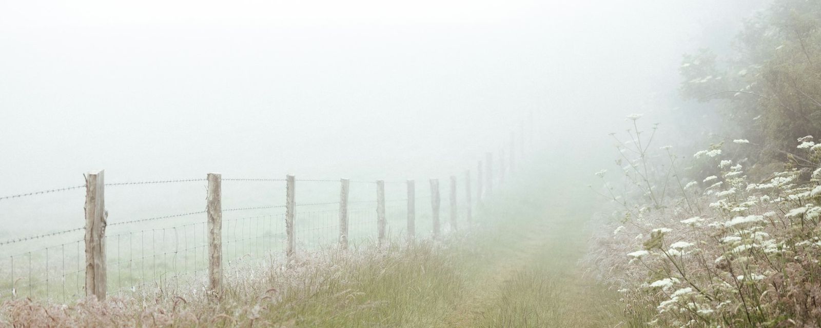 A foggy field with a fence and flowers