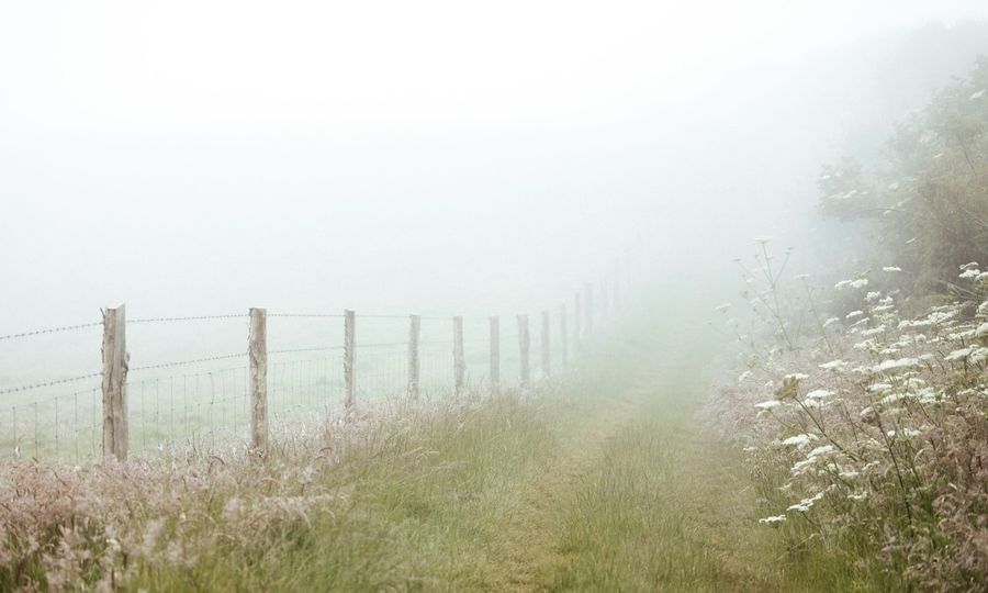A foggy field with a fence and flowers