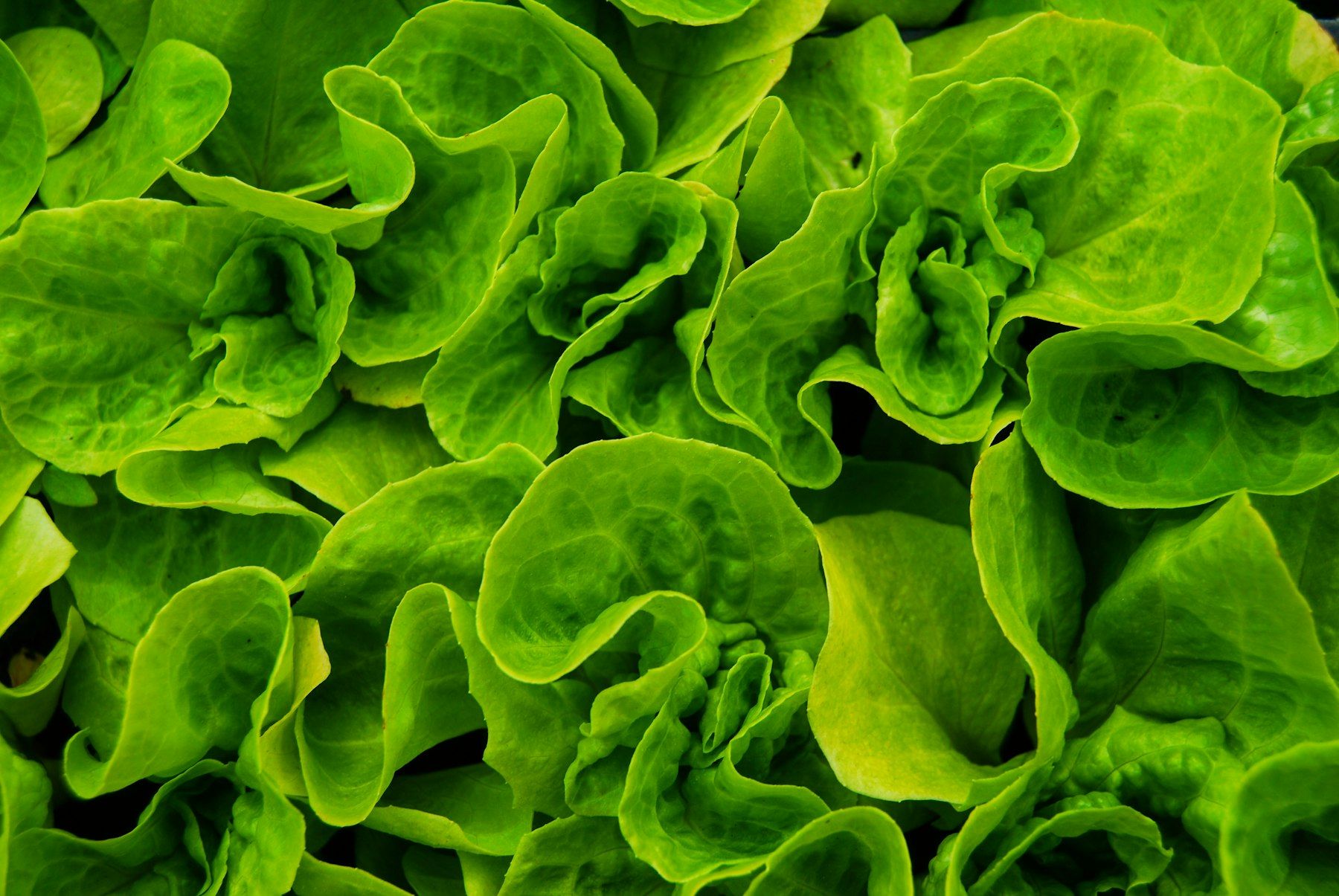 Green-leafed plant