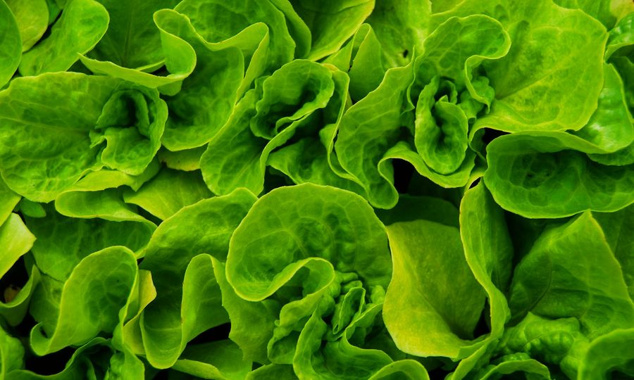 Green-leafed plant