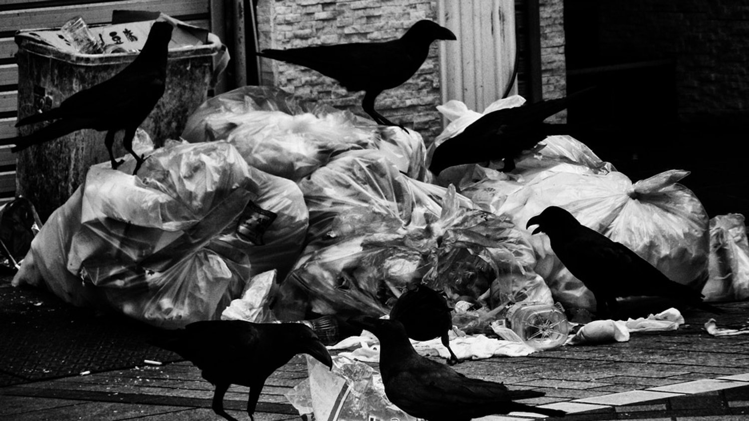 Memories of a Dog - Daido Moriyama – DoBeDo