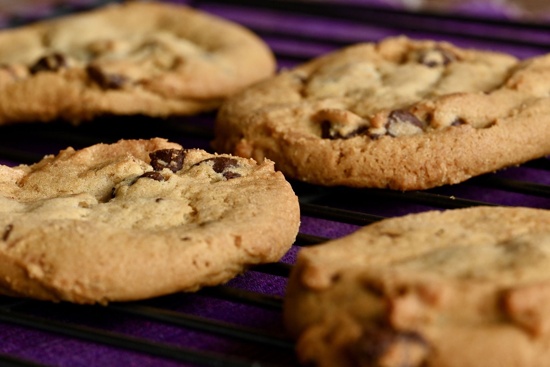 Close up of chocolate chip cookies.