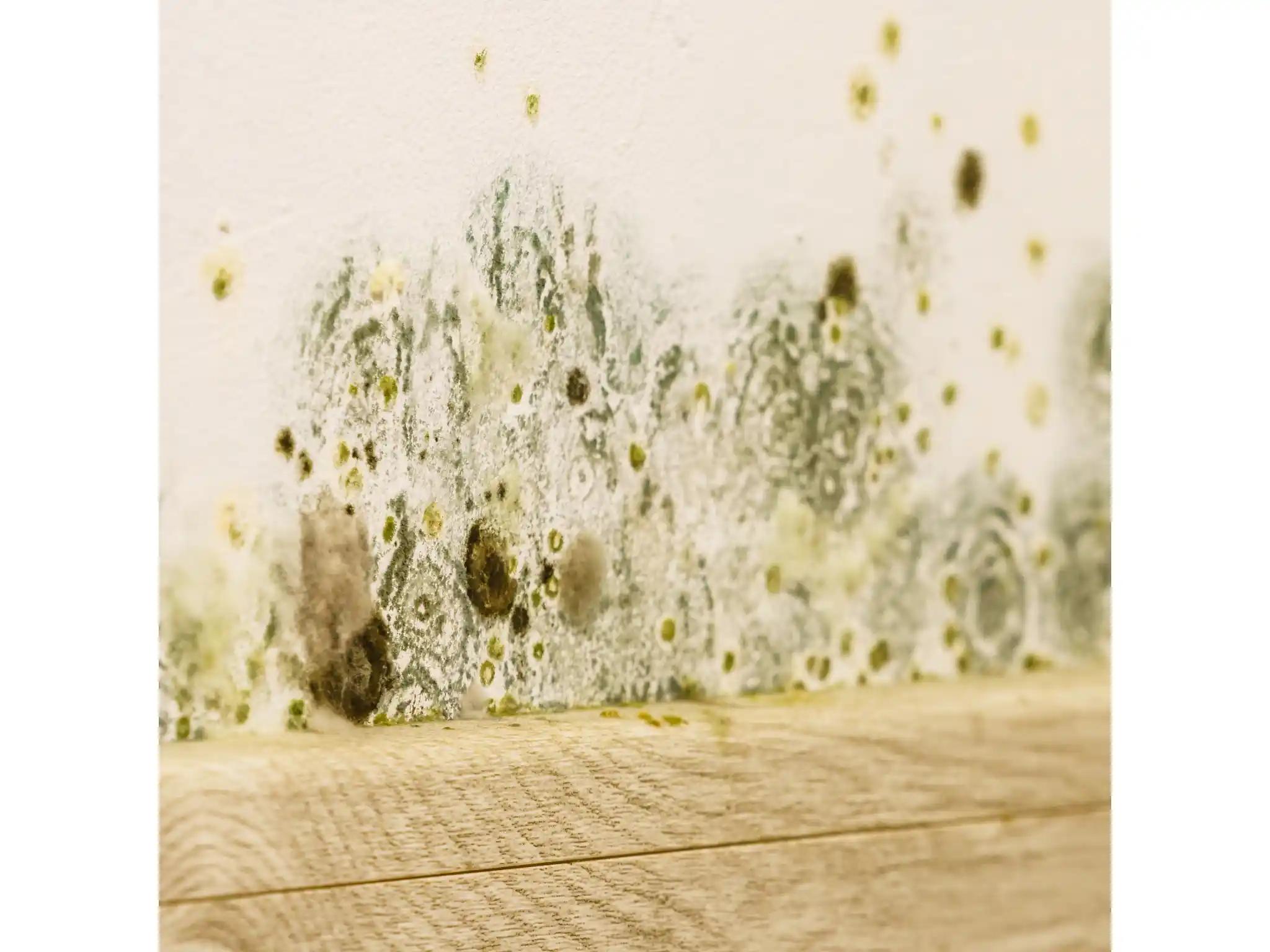 mold on a wall